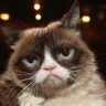 Grumpycat